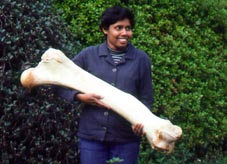 アジアゾウの大腿骨