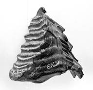 エドムンド・ナウマンの遺品「ナウマン象の化石」