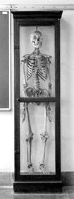 東京帝国大学理学部人類学科「人体の交連骨格標本」