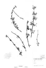 Deutzia staminea R. Br. ex Wall. の標本