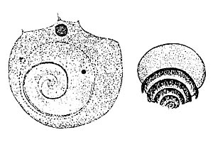 精子の描画