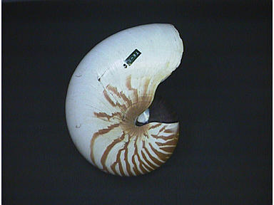 [Nautilus pompilius  (Linnaeus)(= N. belauensis Saunders, 1981) の画像]