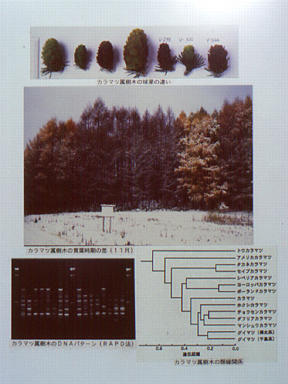 [カラマツ属樹木の画像]