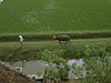 [ソムBから東の水田を望むの画像]