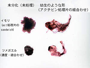 試験管内での形づくり