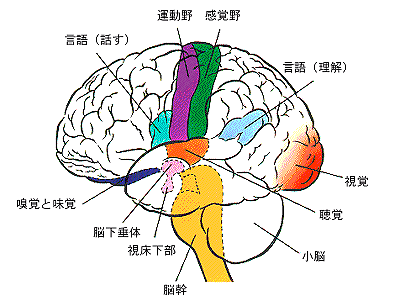 脳の役割