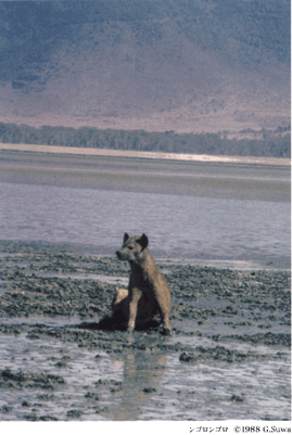 アフリカの大地