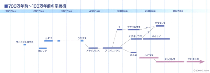 700万年前～100万年前の系統樹