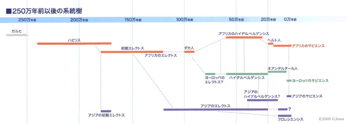 250万年前以後の系統樹