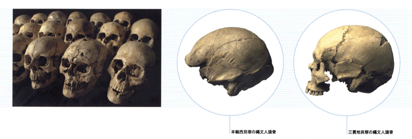 ヘルト人と縄文人