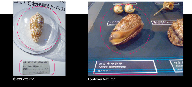 展示の貝