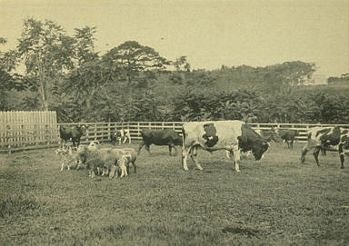 [農科大学家畜飼育所の画像]