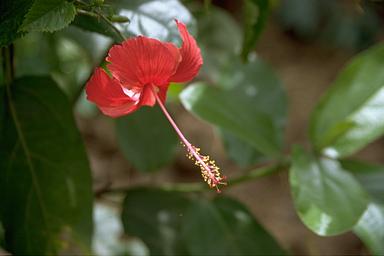 [ハイビスカスの花の画像]