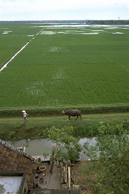 [ソムBから東の水田を望むの画像]